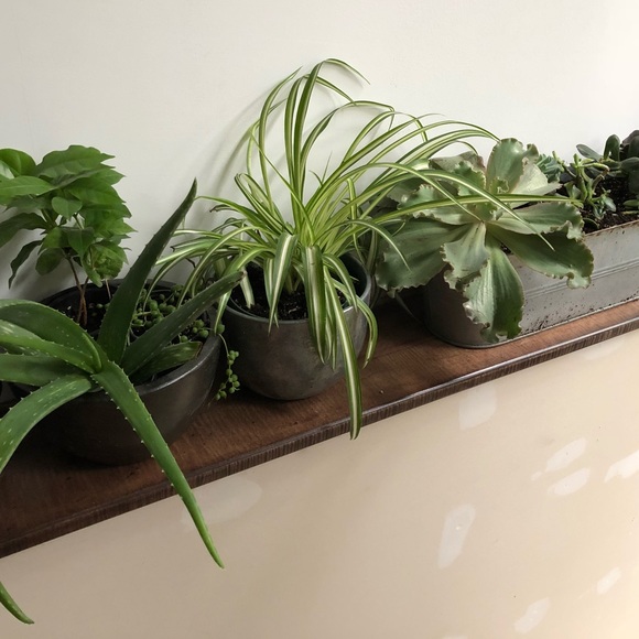 Meet your Posher, Nikki - Picture 3 of 4